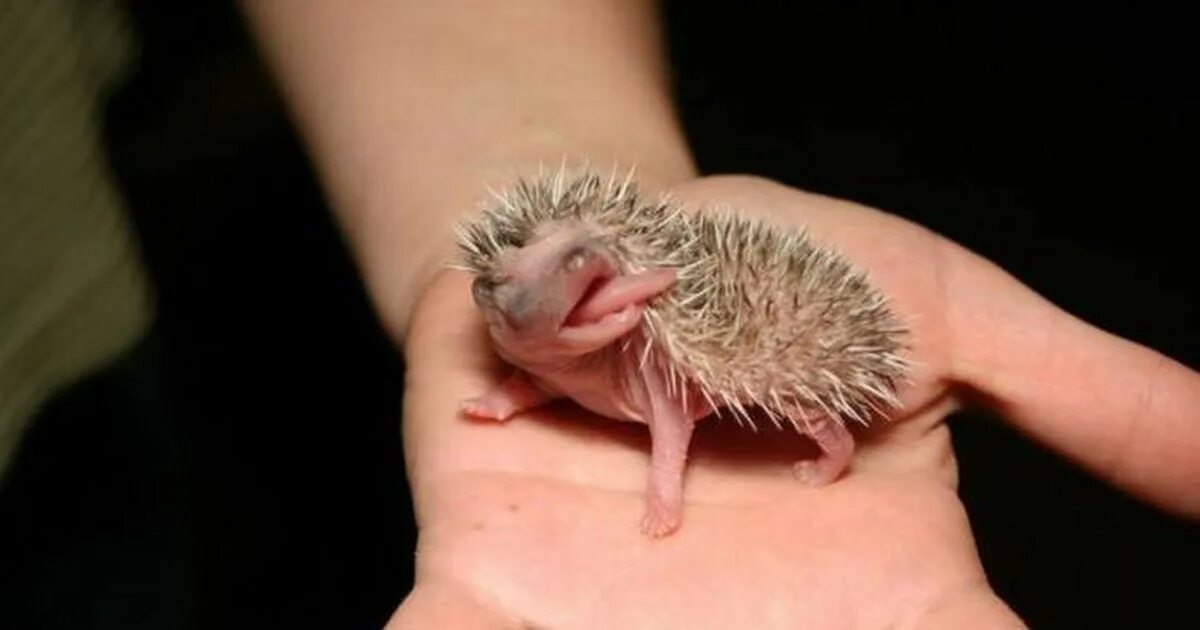 Что бывает очень маленьким. Что бывает очень маленьким. Что бывает очень маленьким. Карликовая игрунка белоухая. Мармозетка обезьянка игрунка.