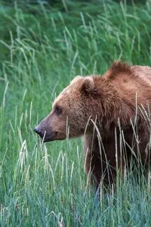 Bear with us