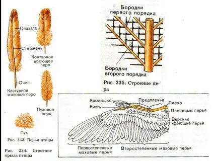 Строение покровов класс птицы
