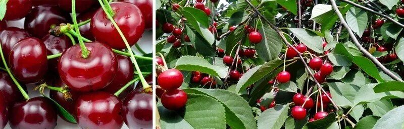 Какой сорт вишни посадить в подмосковье