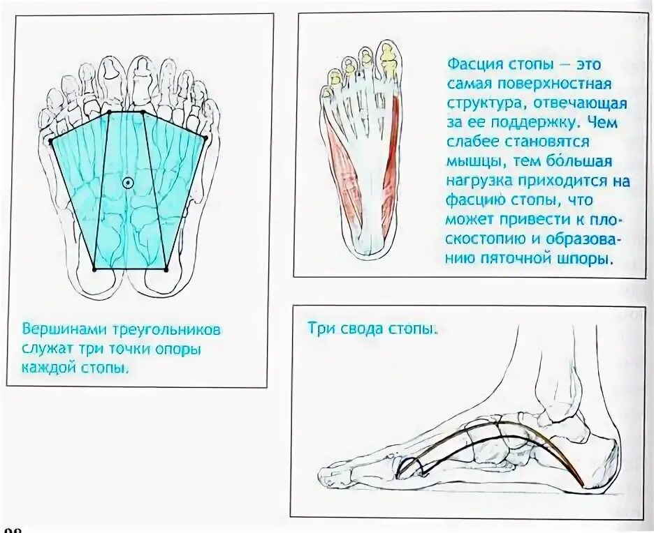 Свод стопы лечение. Фиксирующий аппарат сводов стопы.. мышцы свода стопы. мышцы формирующие свод стопы. поперечный свод стопы мышцы.
