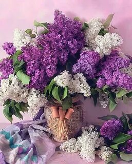 С днем рождения женщине красивые открытки сирень