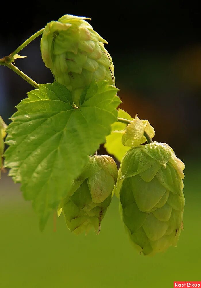 хмель дикорастущий. сорняк хмель огородный. хмель обыкновенный высота. н д хмель. растение похожее на хмель.