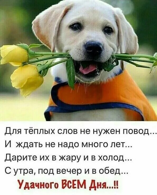 Щенок хорошего дня. День рождения собаки. позитивные собаки. пожелания хорошего дня с собакой. пожелания с добрым утром с животными.