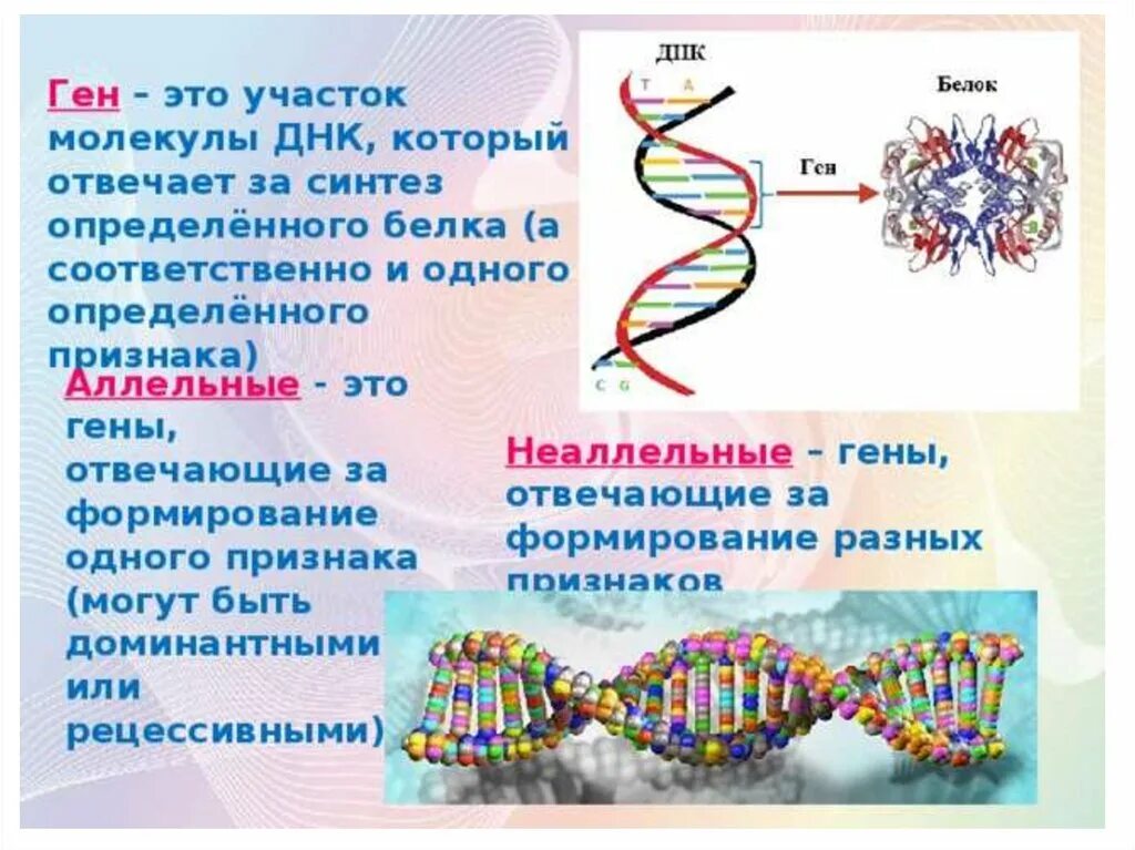 Ген это фрагмент молекулы. Ген это участок молекулы ДНК. Гены хромосомы геном. Гены это в биологии. Ген это в биологии.