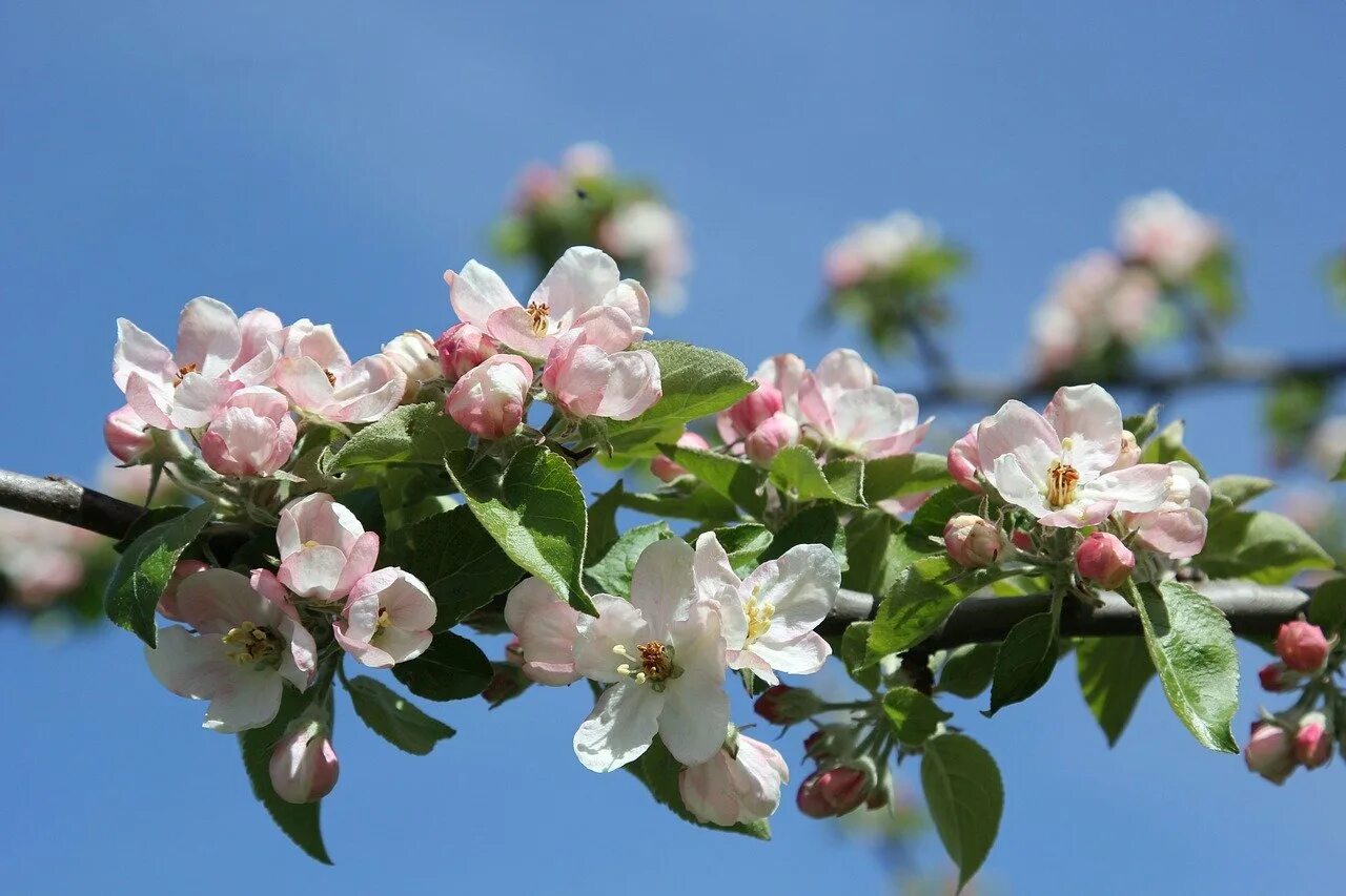 Музыка яблоня. Яблоня камео. Яблоневый цвет Malus. Яблоневый цвет (Apple Blossom). Райка яблоня цветет.
