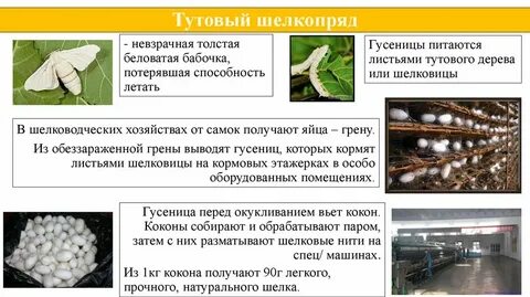 Полиплоидный тутовый шелкопряд