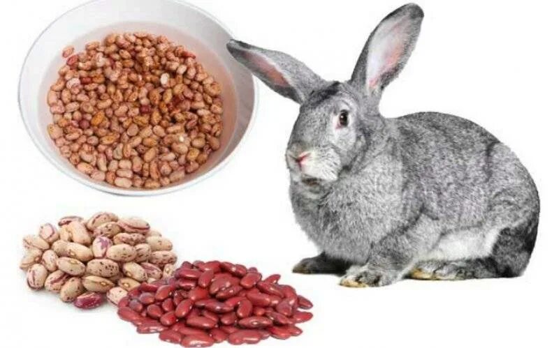 Можно ли кролику кушать. Корм для кроликов. Крупы для кроликов. Корма для кроликов декоративных. Крупы для декоративных кроликов.