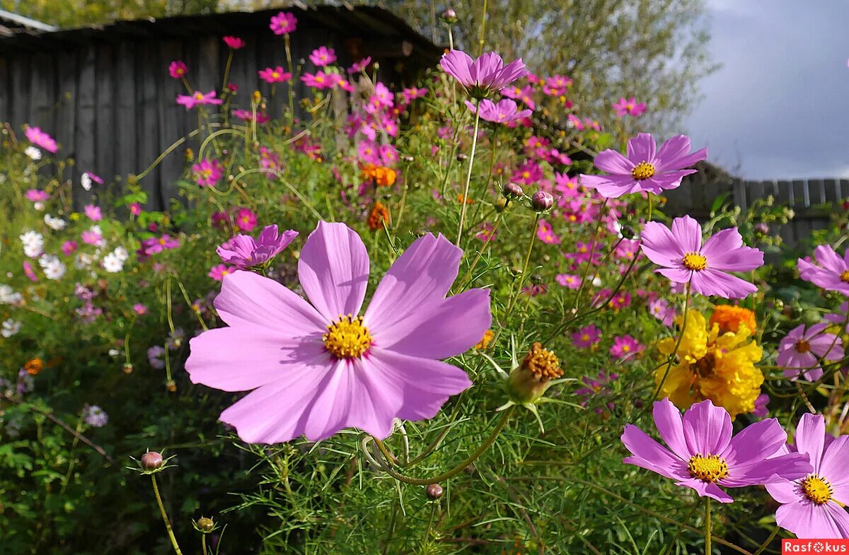 Summer window box Window box flowers, Container flowers, Cosmos flowers