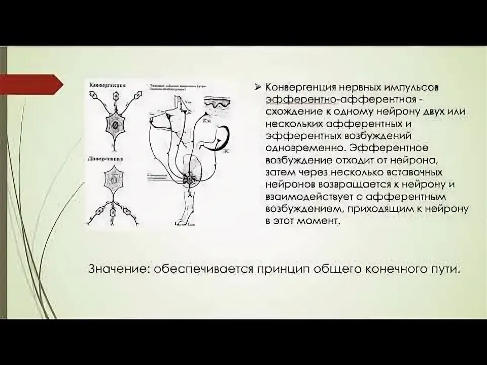 Принципы распространения возбуждения в цнс. Принципы распространения возбуждения в нейрональной сети. рефлекторная деятельность нервной системы. основные принципы распространения возбуждения в нервных центрах.