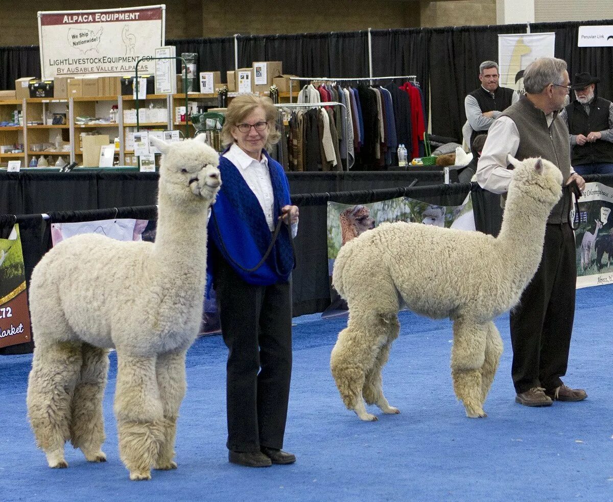 Альпака фото одежда "She said yes! I love an alpaca wedding. Dress code: wool In love with this pic.