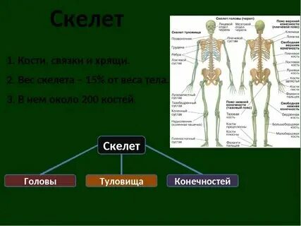 Состав костей биология 8