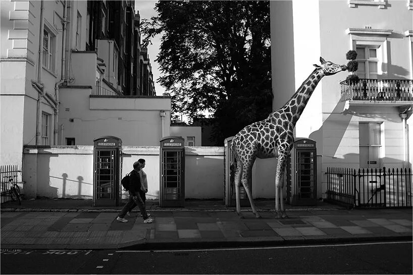 Wild streets