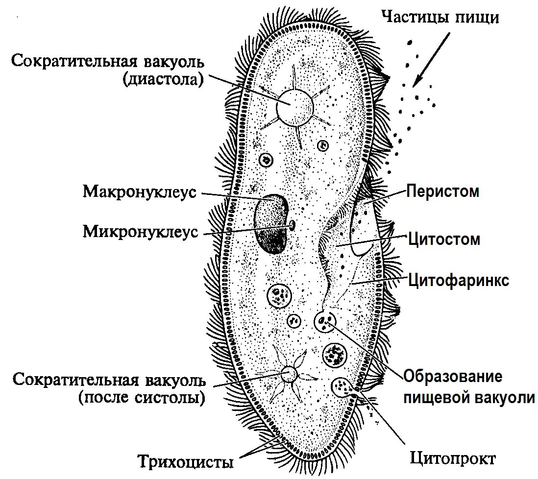 Строение инфузории. ПАРАМЕЦИЯ туфелька строение. Органеллы пищеварения инфузории туфельки. Инфузория туфелька цитостом.