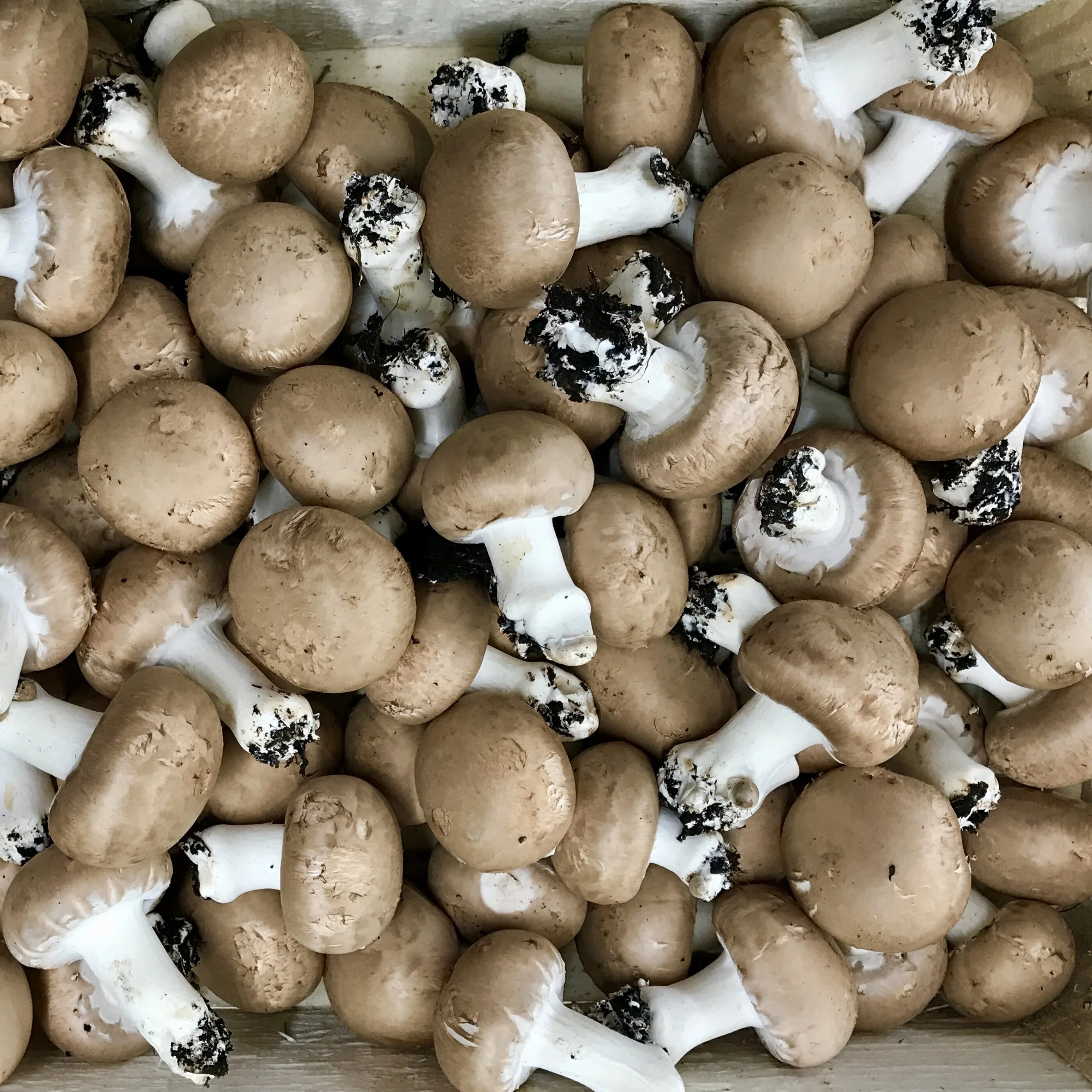 Как выглядит шампиньоны фото. Agaricus bisporus - шампиньо́н двуспо́ровый. шампиньоны agaricus. шампиньон двуспоровый (agaricus bisporus). шампиньоны вдвуспоровй.