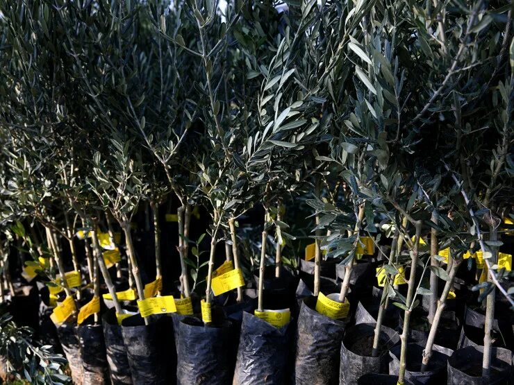 где проходит выставка цветов и саженцев в сочи. яблоня сочи. сочинский питомник декоративных растений.