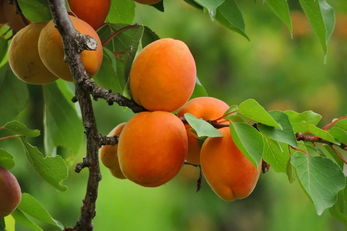 абрикос рубиста. абрикос рубиста. саженцы абрикос чемпион севера. абрикос сеянец дерево. абрикос дерево.