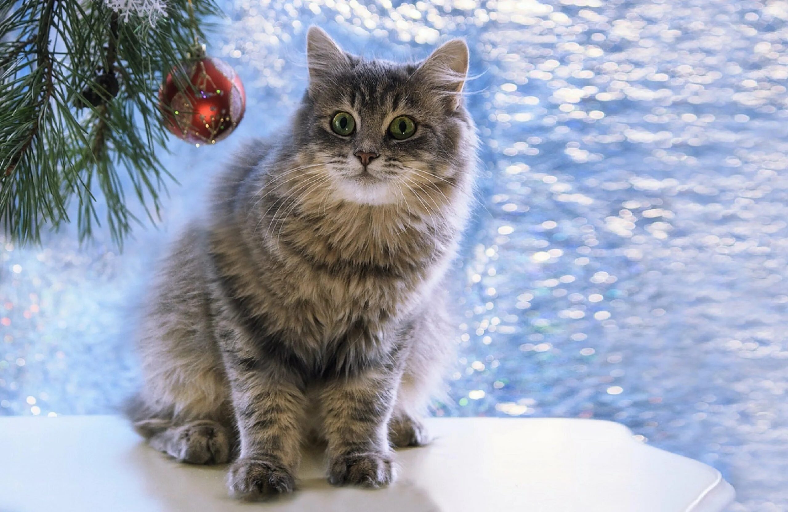 кот новый год снег. котики зимой. кот новый год снег. аляскинский снежный кот. новогодний котик в снегу.