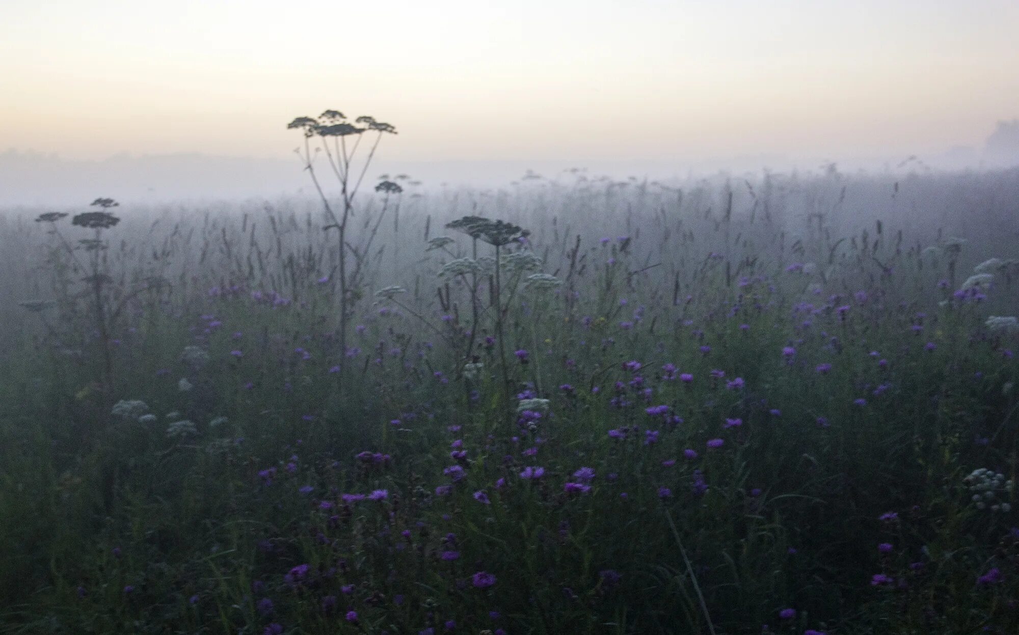 туманный луг. лето рассвет. туманный луг. луг в тумане. утренний пейзаж.
