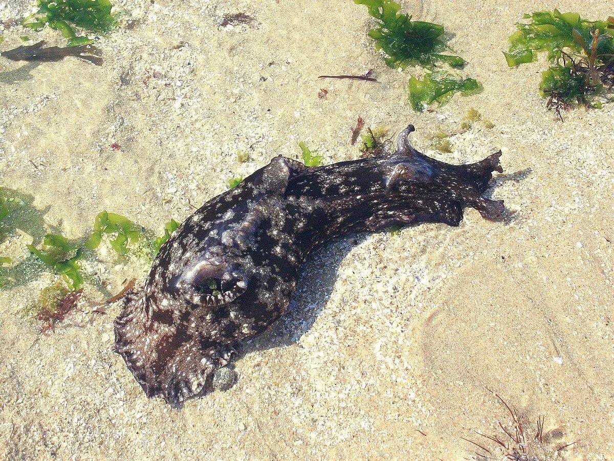 Морской заяц моллюск аплизия. Морской заяц Aplysia. Морской заяц моллюск на суше.