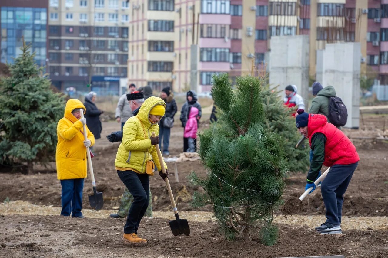 В парке 100 деревьев. Высадка деревьев акция. акция посади дерево. экологические акции декабрь. акция посади лес.