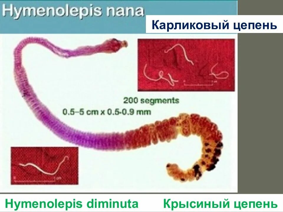 Гименолепидоз карликовый цепень. Крысиный цепень Hymenolepis diminuta. Карликовый цепень цестодозов. Ленточные черви карликовый цепень. Карликовый цепень строение