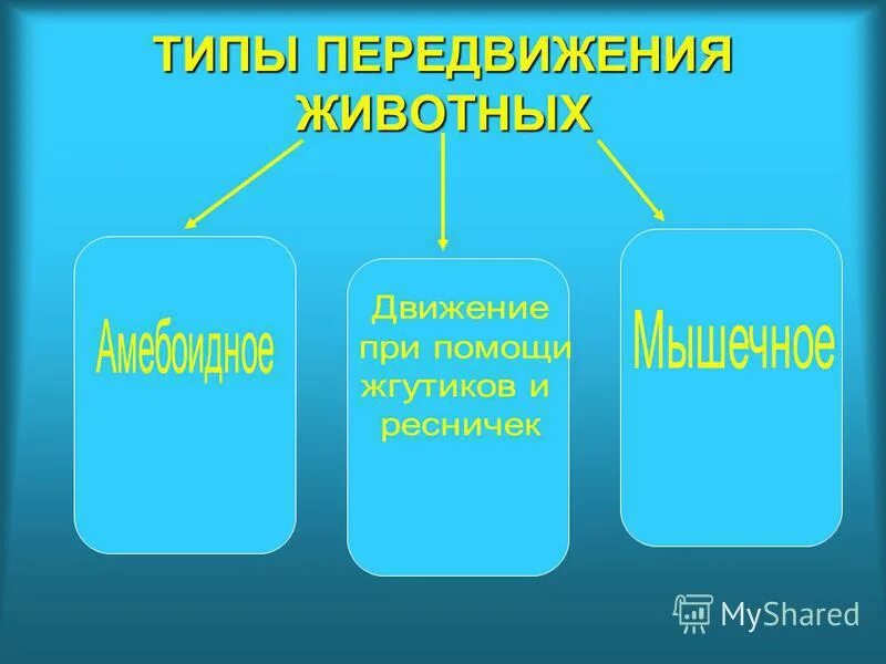 Особенности передвижения животных. Типы передвижения животных. Способы движения животных таблица. Таблица типы движения животных. Типы передвижения в биологии.