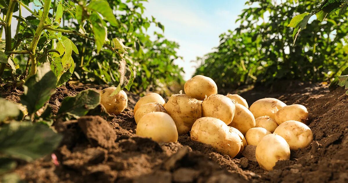 Урожайность картошки. Урожай картофеля. Урожайность картофеля. Семеноводство картофеля. Уборка картошки.