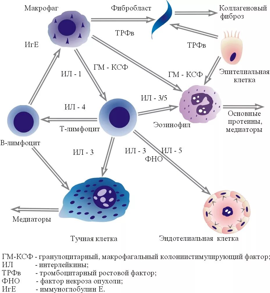Строение макрофагов иммунология. Схема активации макрофагов. Макрофаг строение схема. Схема развития макрофагов. Клетками макрофагами являются
