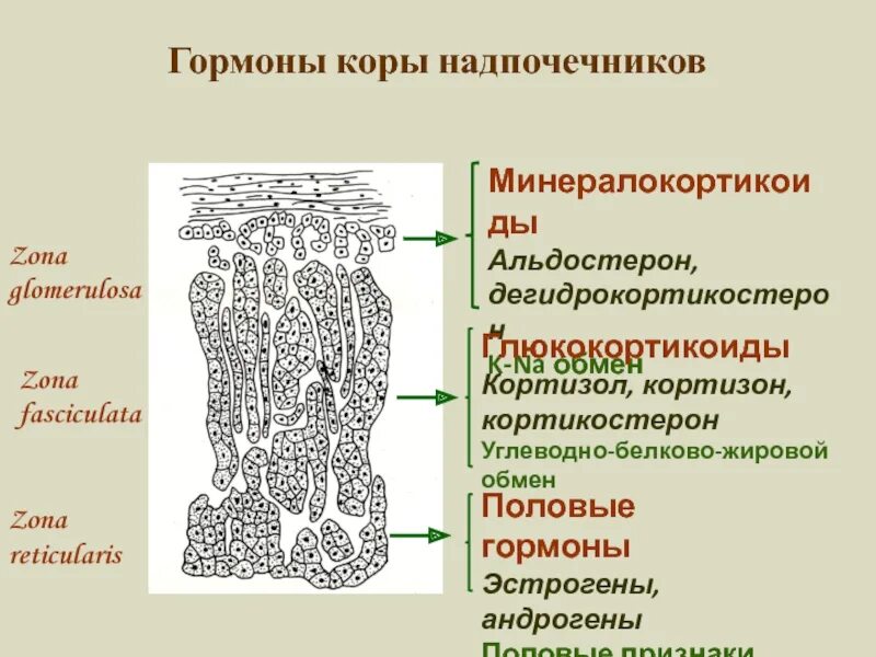 Гормоны сетчатой зоны. Гормоны клубочковой зоны. Сетчатая зона коры надпочечников вырабатывает гормоны. Зоны коркового слоя надпочечников. Гормоны пучковой зоны коры надпочечников.