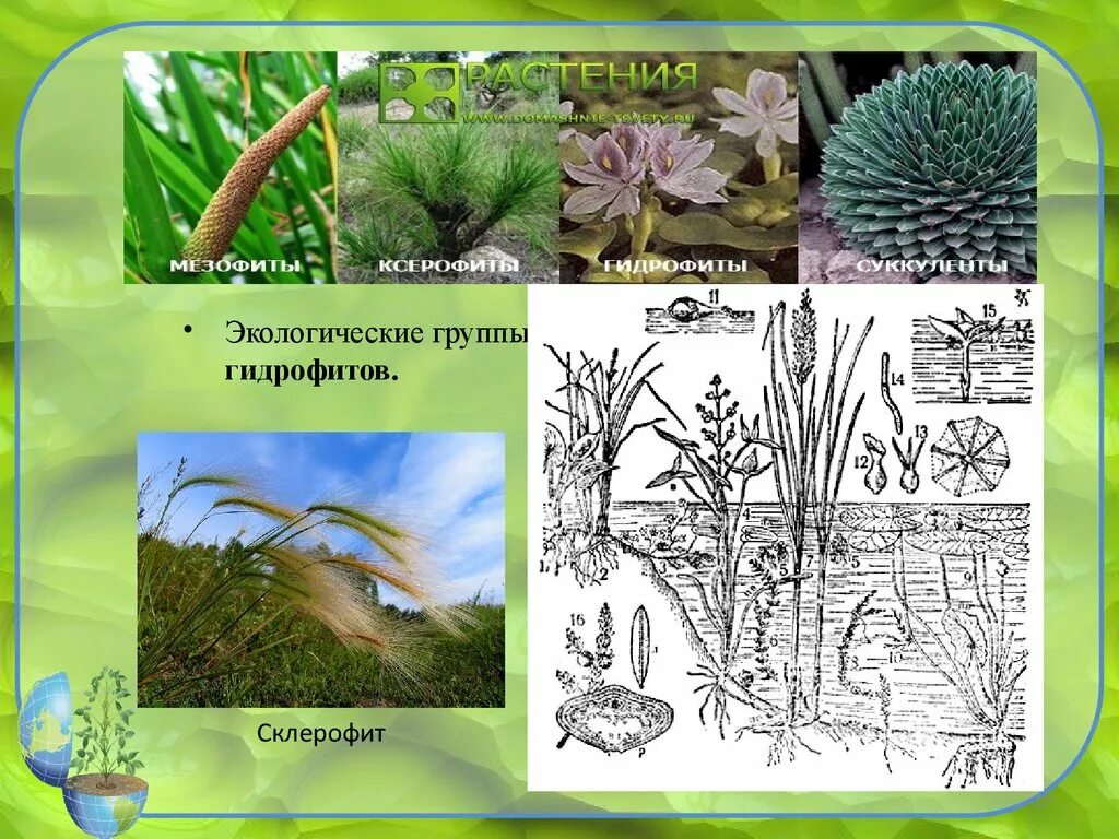 К мезофитам относятся растения