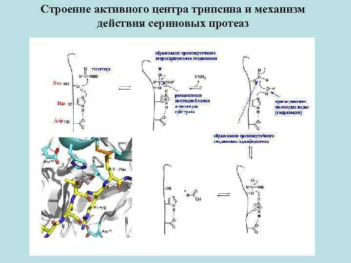 Активный центр сериновых протеаз. Пространственное строение трипсина. Механизм действия сериновых протеаз. Строение сериновых протеаз.