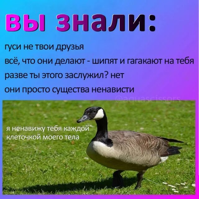 Гусь загадка 1 класс. Стих про гуся. что умеют гуси. загадка про гуся. гусь гагакает.