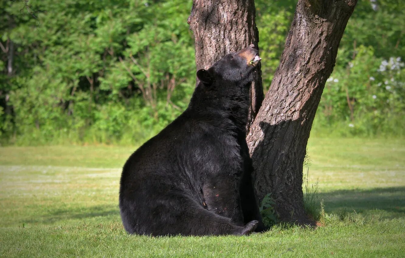 Tree animals