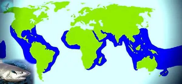 белый ареал. белая лазаревка ареал обитания. реал обитание белого медведя. ареал распространения белого медведя. зимняк ареал.