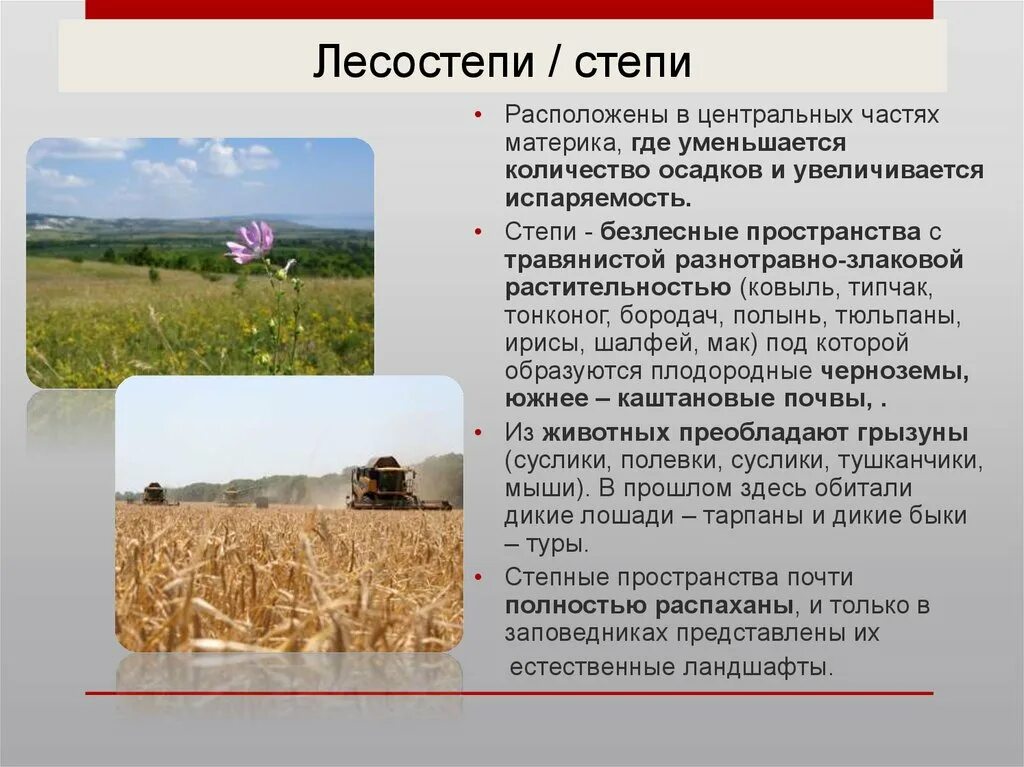 Зоны лесостепей и степей географическое положение. Где расположена лесостепь. Карта природных зон россии широколиственные леса. Пустыни и полупустыни россии географическое положение на карте. Географическое положение лечо степи и степи.