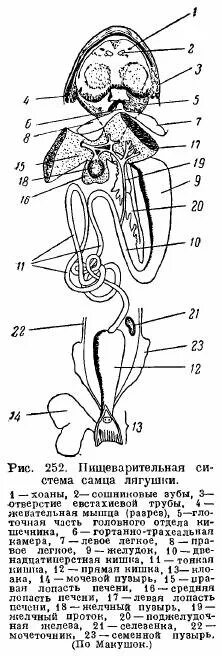 Пищеварительная система амфибий. Строение пищеварительной системы амфибий. Земноводные пищеварительная система схема. Пищеварительная система амфибий схема.