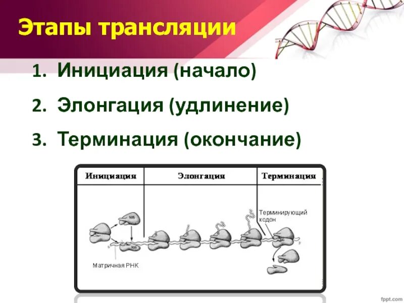 Биосинтез белка трансляция инициация элонгация терминация. Синтез белка трансляция этапы инициация элонгация. Этапы трансляции биосинтеза белка инициация элонгация терминация. Этапы трансляции инициация элонгация терминация. Этапы инициации трансляции