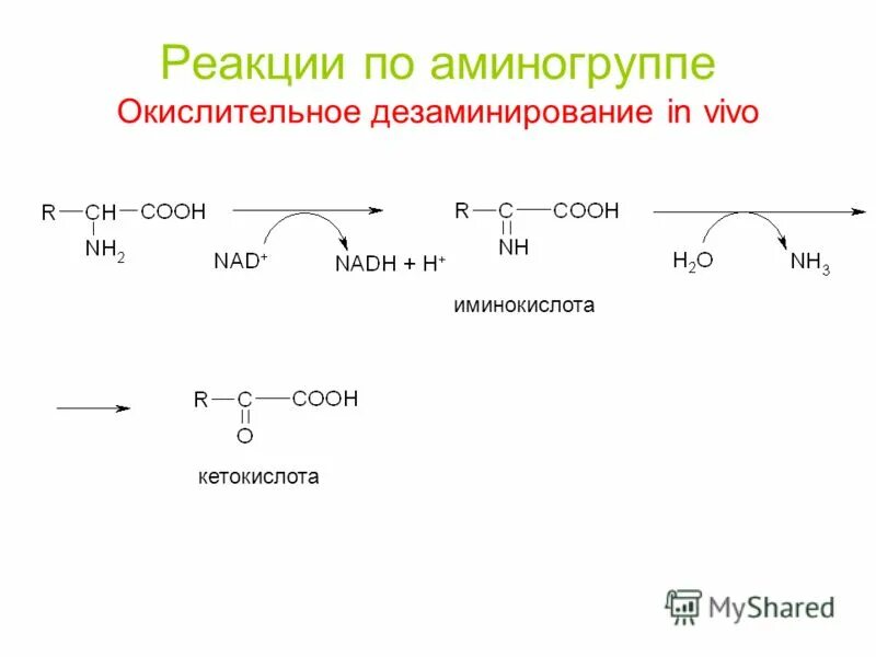 Окислительное дезаминирование глутаминовой кислоты