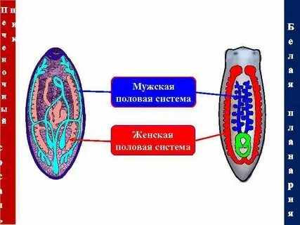 Половая система планарии