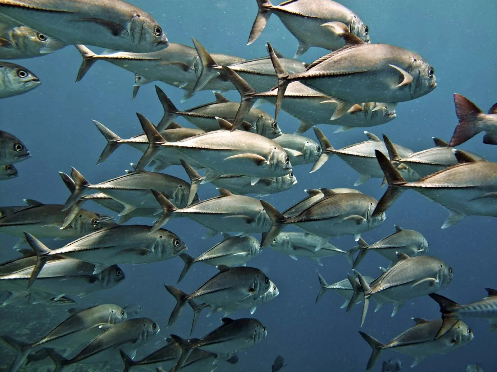 Видеть много рыб в прозрачной воде. Каранкс красное море. Морская рыба каранкс. Рыбки красного моря каранкс. Чешуя акулы мако.