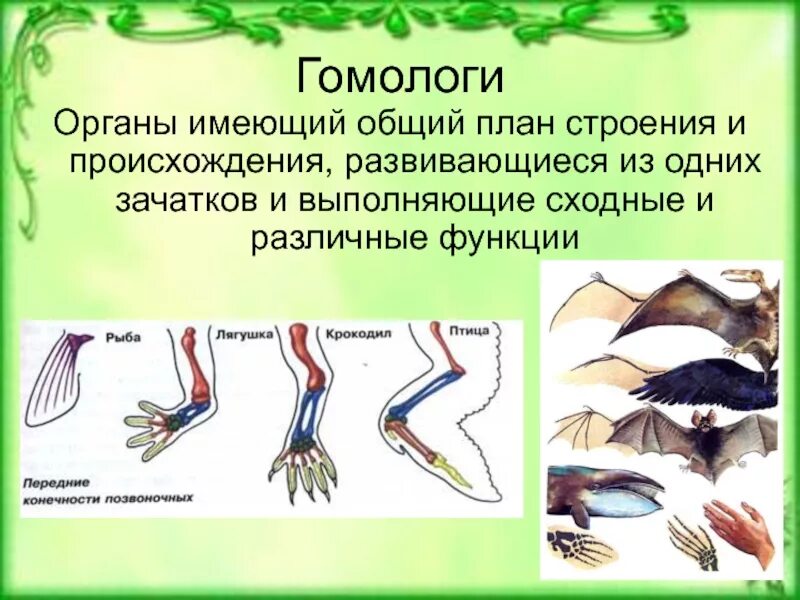 Общий план строения позвоночных животных