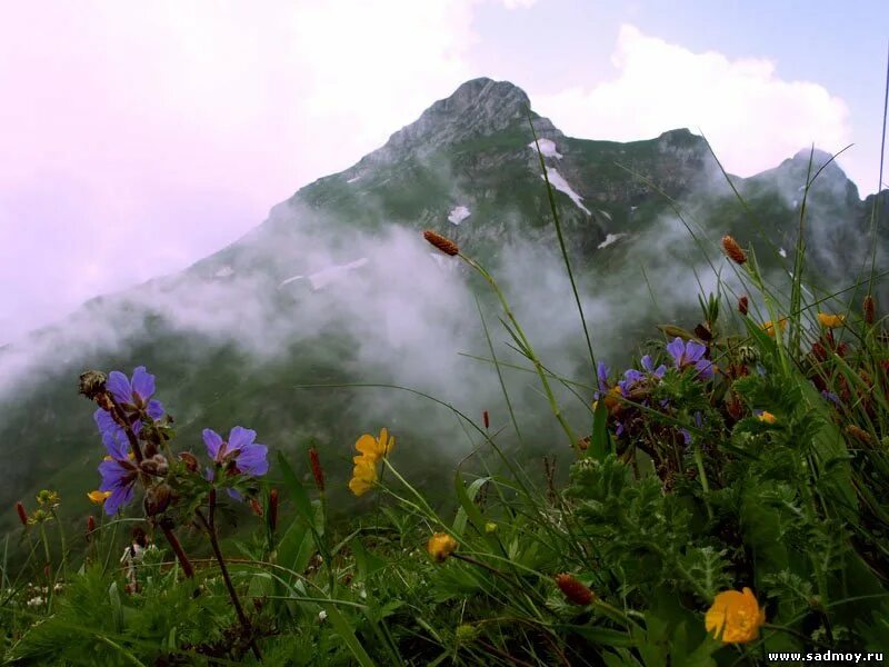 ромашки васильки маки 8к. олимпиус инферно бабочка. сорно-полевая рожь. мадейра гортензии. луговые цветы.