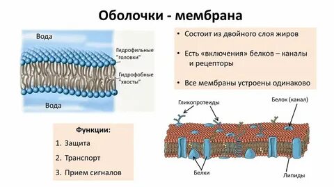 Как устроены мембраны клетки