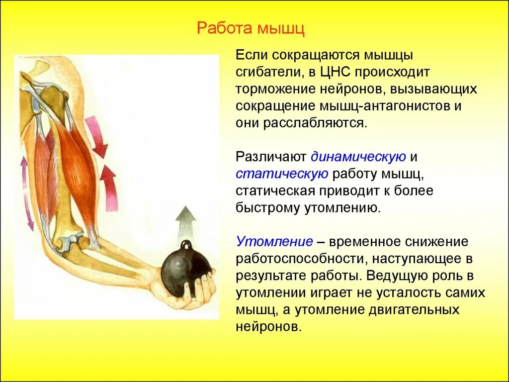 Основные работы мышц. Работа мышц. Регуляция работы мышц антагонистов. Работа мышц презентация. Динамическая и статическая работа мышц.