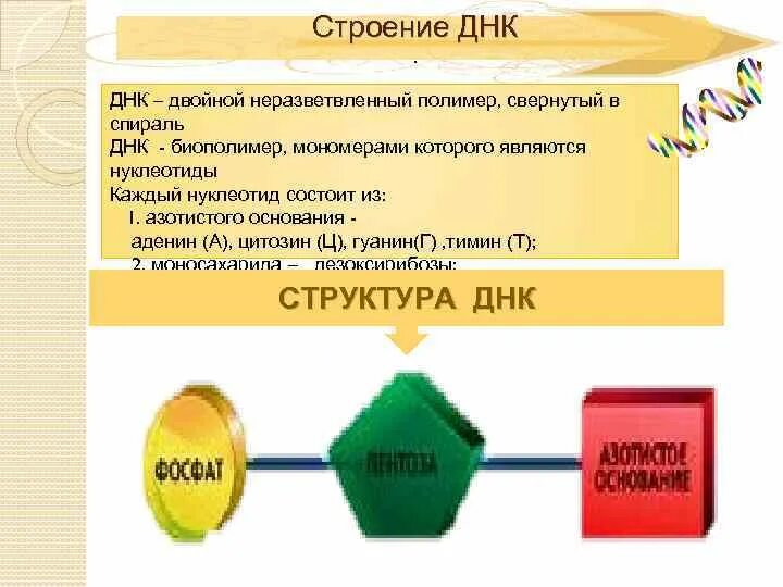 Мономером днк является выберите ответ. Днк это биополимер мономерами которого служат. схема строения мономера днк яблони домашней. рекомендации по производству биополимеров.. из какого упаковочного материала сделаны биополимеры м картинки.