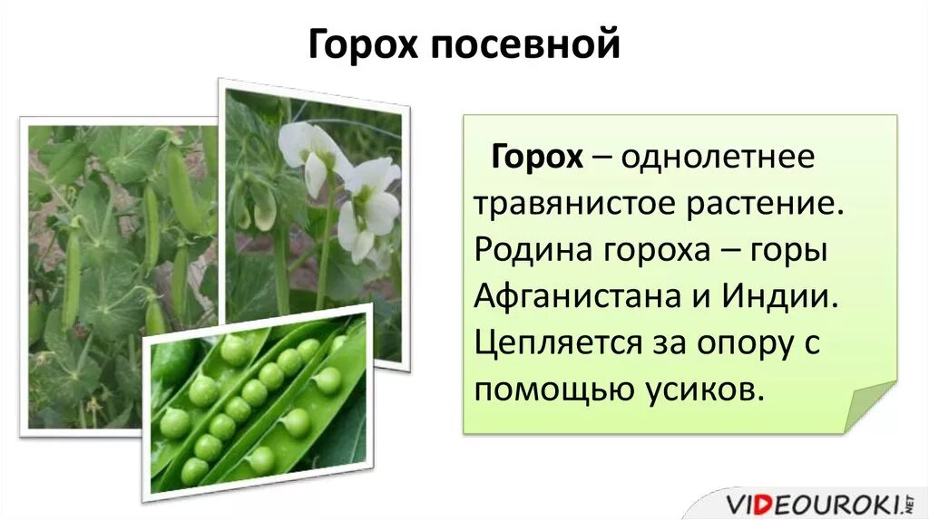 Тест горох. Двудольные растения горох. Вид плода гороха посевного. Горох посевной строение. Презентация на тему горох.