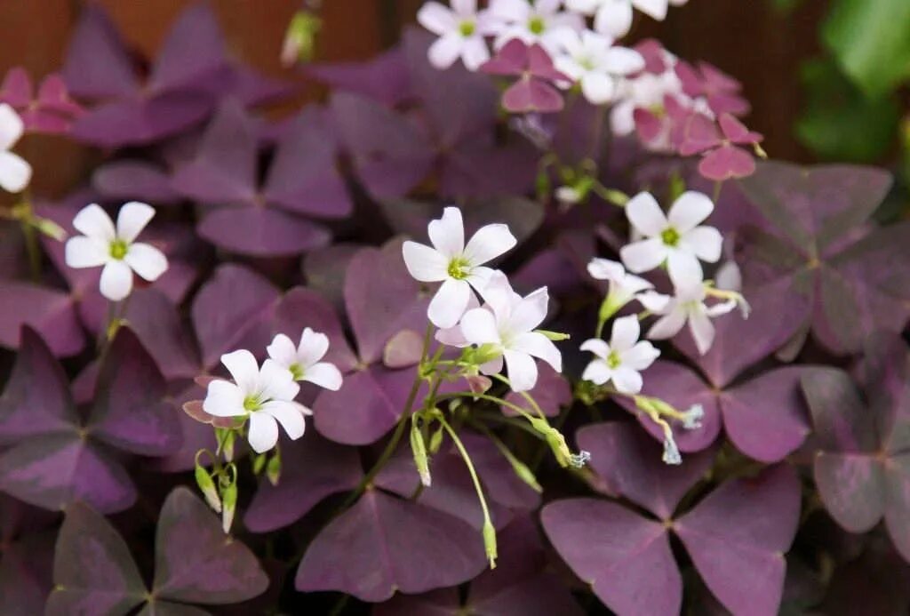 Кислица оксалис. Оксалис Триангулярис. Кислица треугольная (Oxalis triangularis). Кислица фиолетовая оксалис. Домашние цветы бабочки