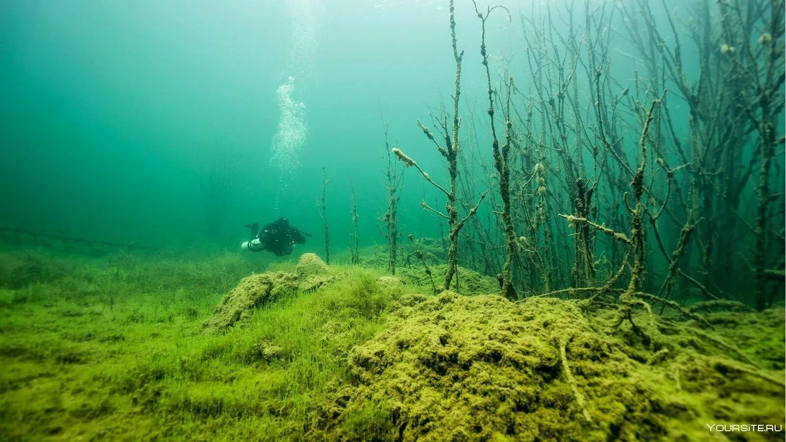 Топкое озеро 4 буквы. Водоросли Балтийского моря. Водоросли озера Байкал. Речное дно. Дно озера.