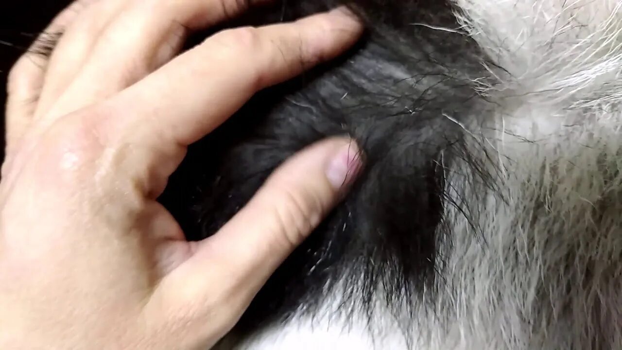 Кошачьи паразиты власоеды. Вши у коз. Вши у коз. Вши у коз. Linognathus vituli.